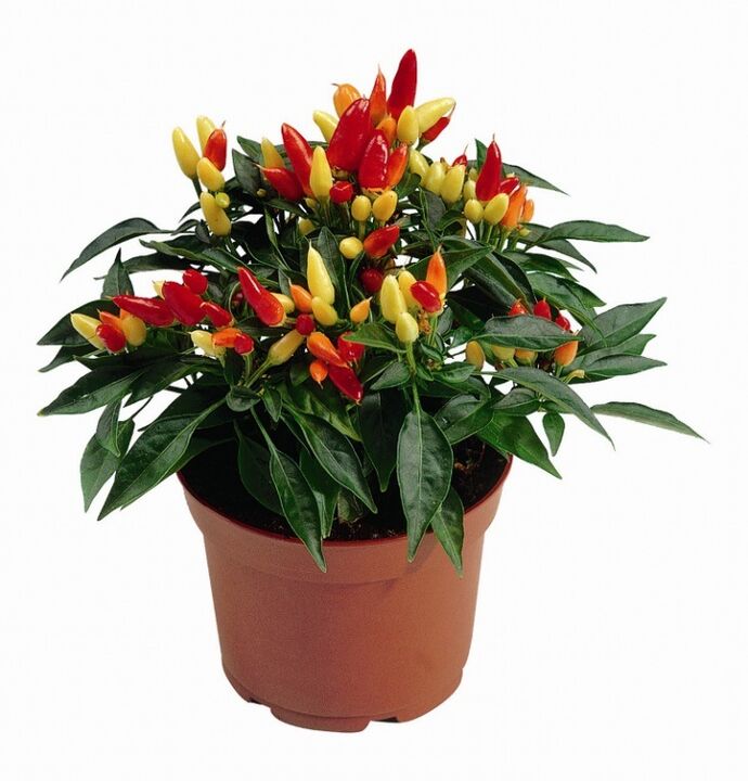 capsicum capsicum en HondroFrost para a poliartrite